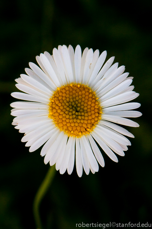 small daisy